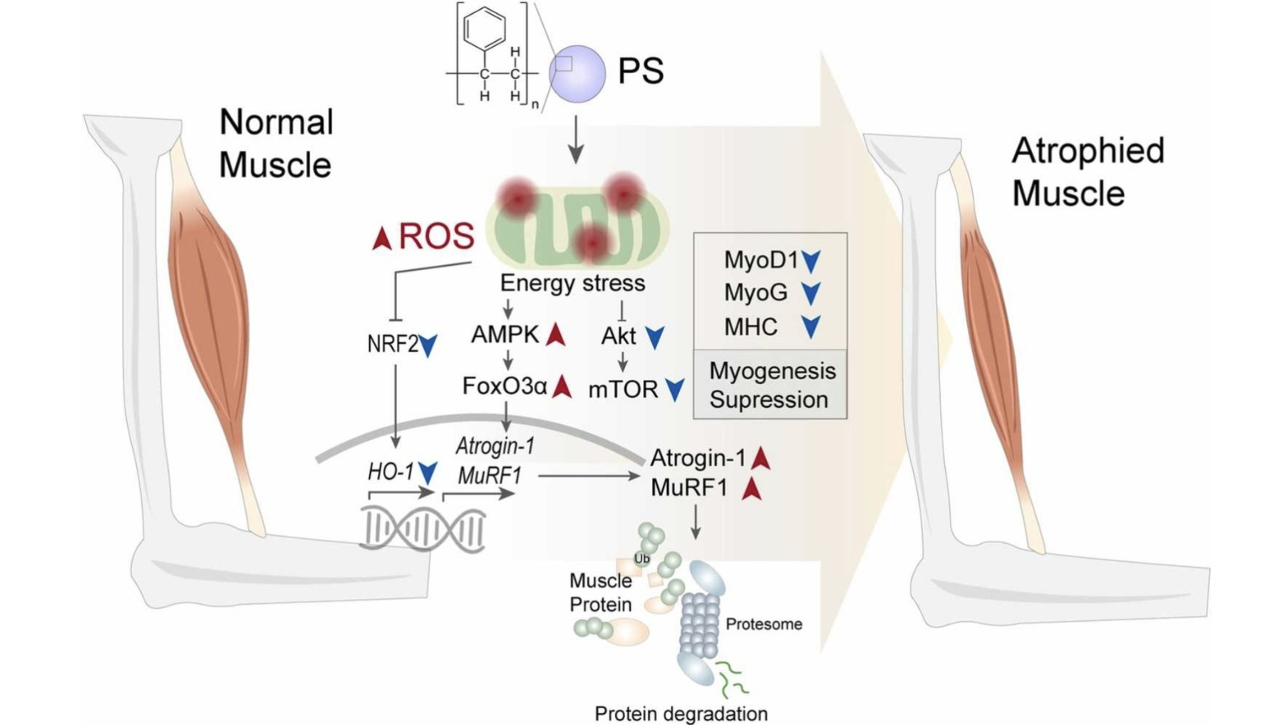 Polistiren mikroplastik maruziyetinin kas atrofisine giden olası mekanizmaları