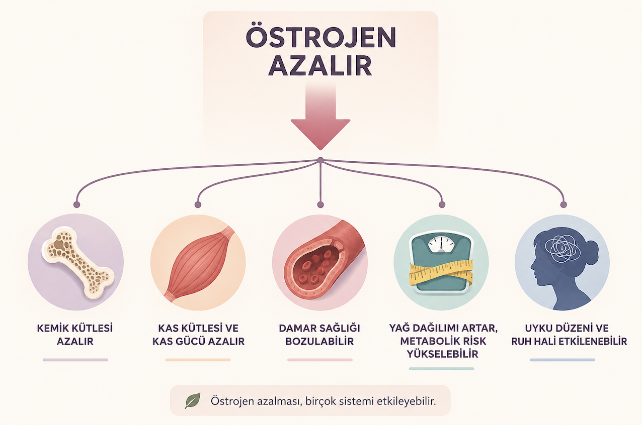 Östrojen azalmasının vücut sistemleri üzerindeki etkileri görseli